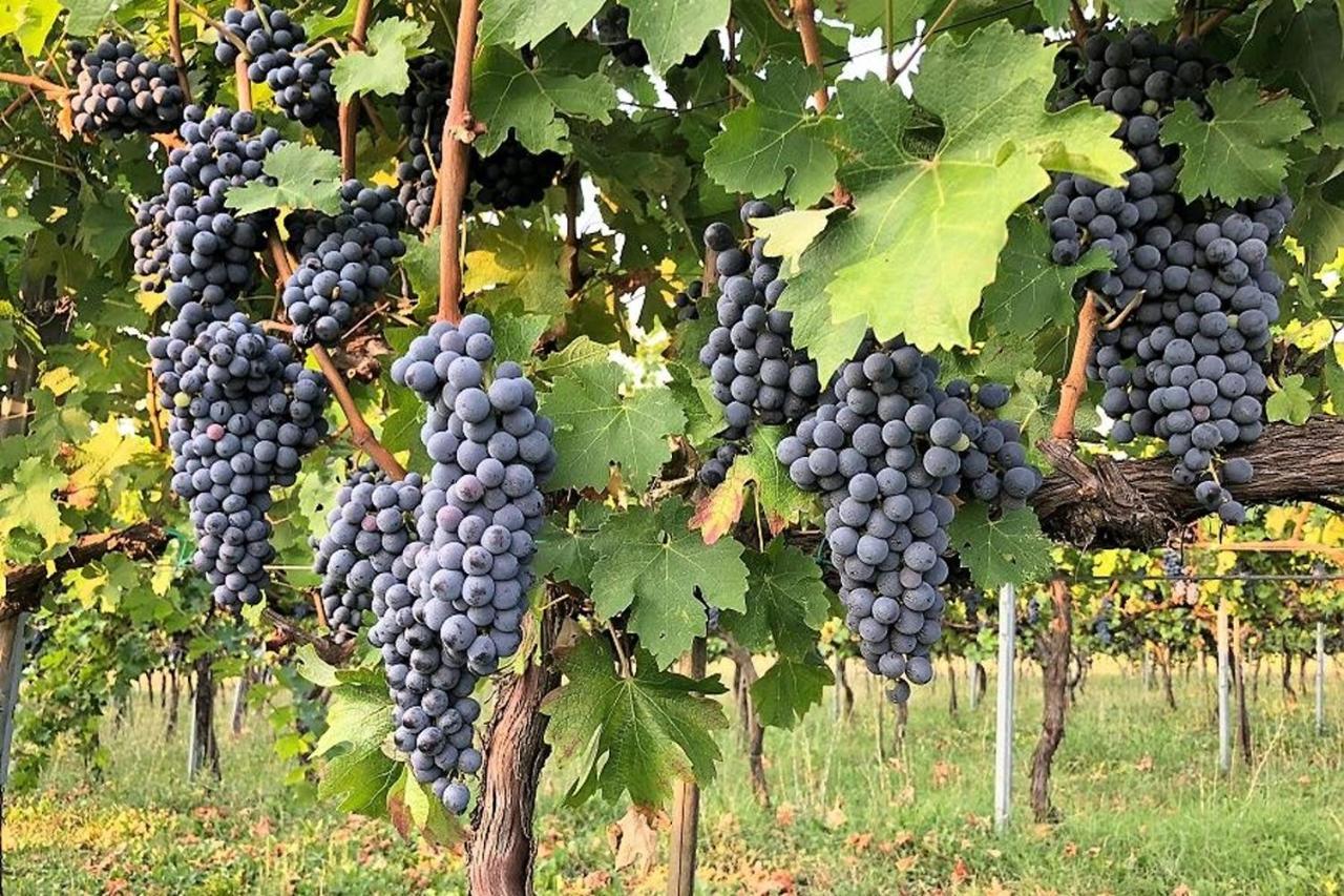 Agriturismo Podere Prasiano Marano sul Panaro Exteriör bild